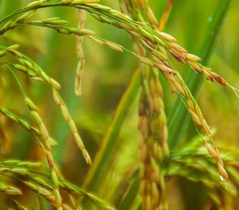 Kočanski pirinač od brenda do muke farmera u Makedoniji