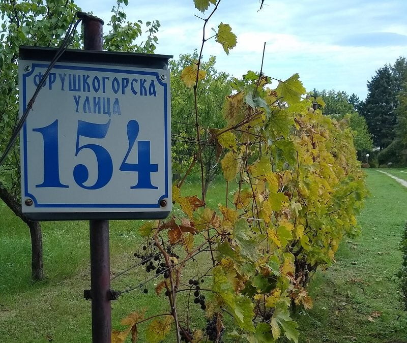 Šetnja i vino na Fruška Walk&Wine 2023