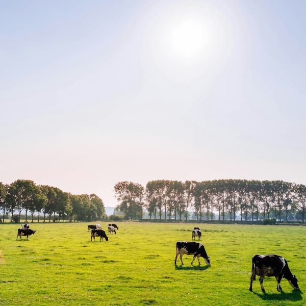 Prvi subvencionisani agro kredit NLB Komercijalne banke za stočara iz sela Rastine