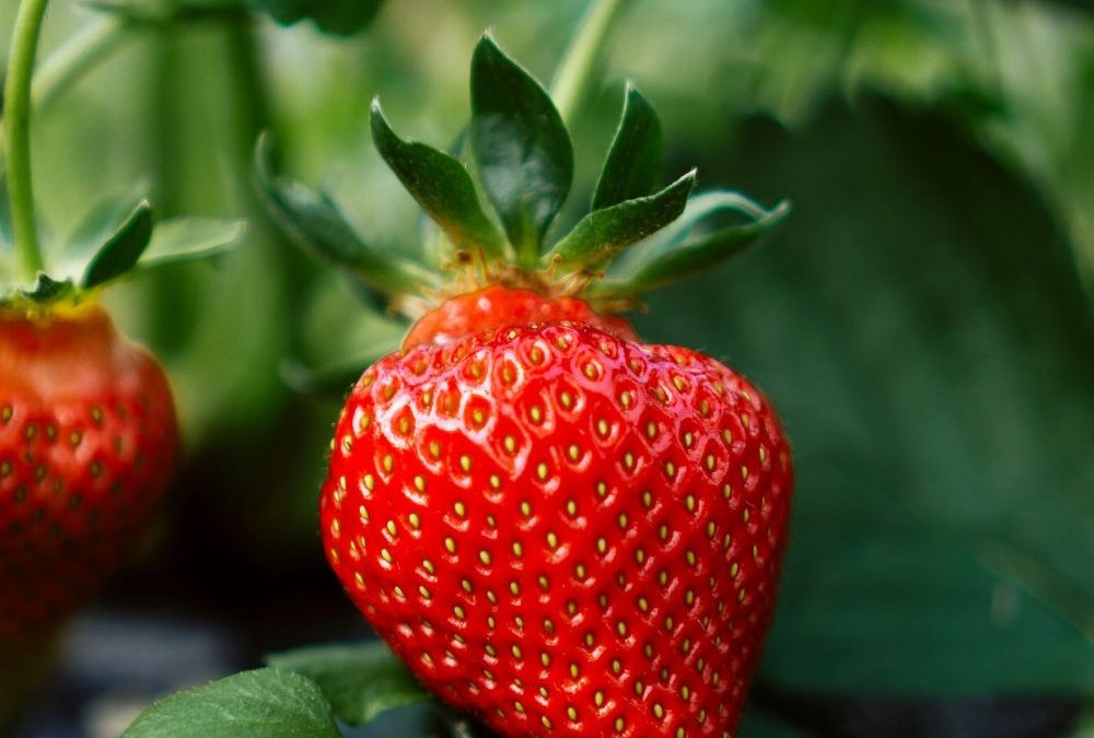 Poslednja sedmica za prijavu za 14. NLB Organic konkurs