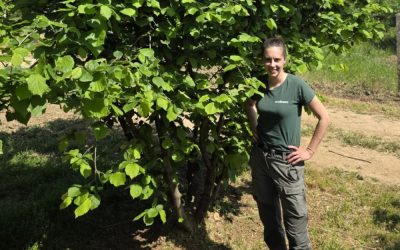 Zašto su plantaže lešnika u Srbiji dobra investicija