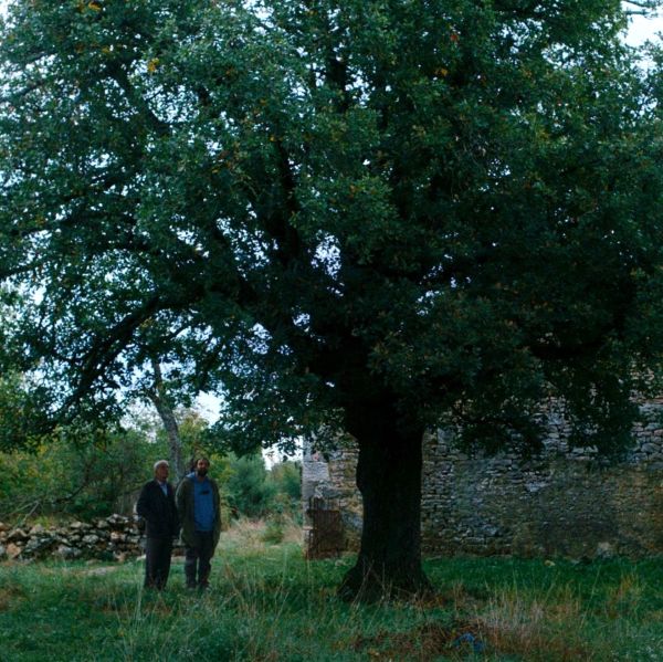 Film „Kako je ovde tako zeleno?“ otvara 31. FAF