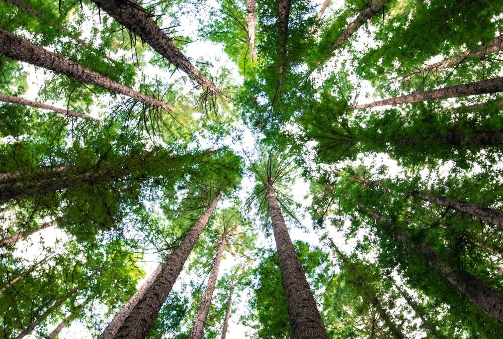 Yettel 100 posto zelena mreža