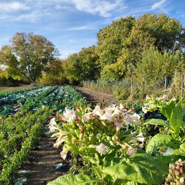 Poziv za održive i inkluzivne projekte iz Vojvodine
