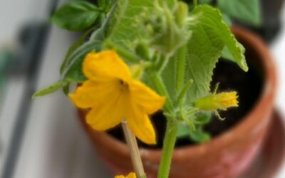 Prijave za konkurs „ESG Lideri“ do 17.04.