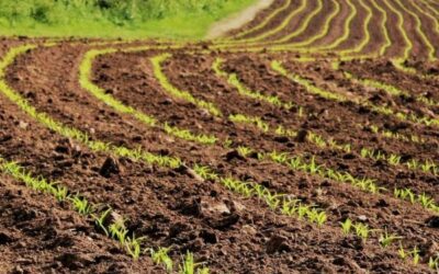 Novi ciklus kredita za agrar Procredit banke