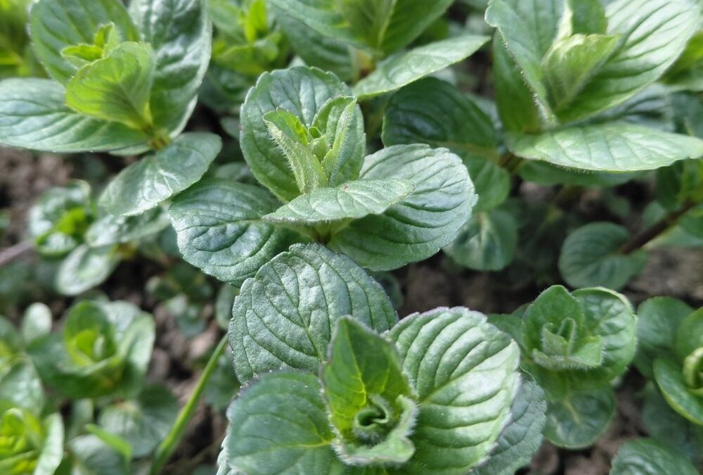 Otvoren jubilarni 15. NLB Organic konkurs