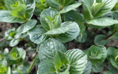 Otvoren jubilarni 15. NLB Organic konkurs