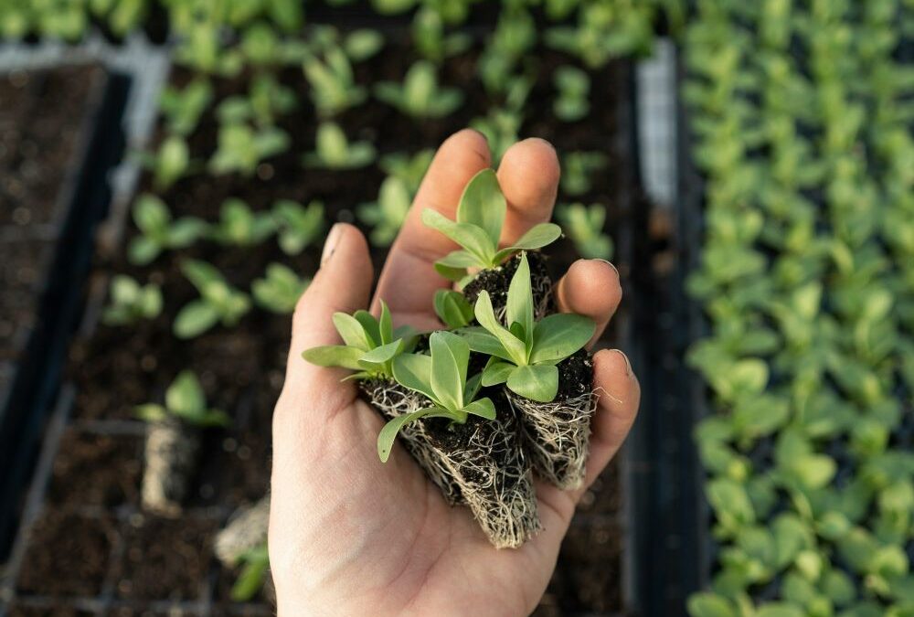 Konkursi za agro i ženske biznise 